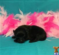pomeranian puppy posted by Rhonda Wallace
